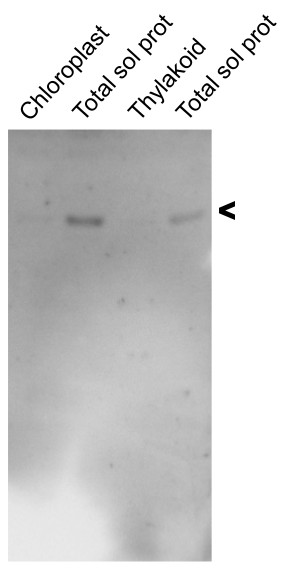 western blot using anti-Lysine-tRNA ligase (At3g01060)